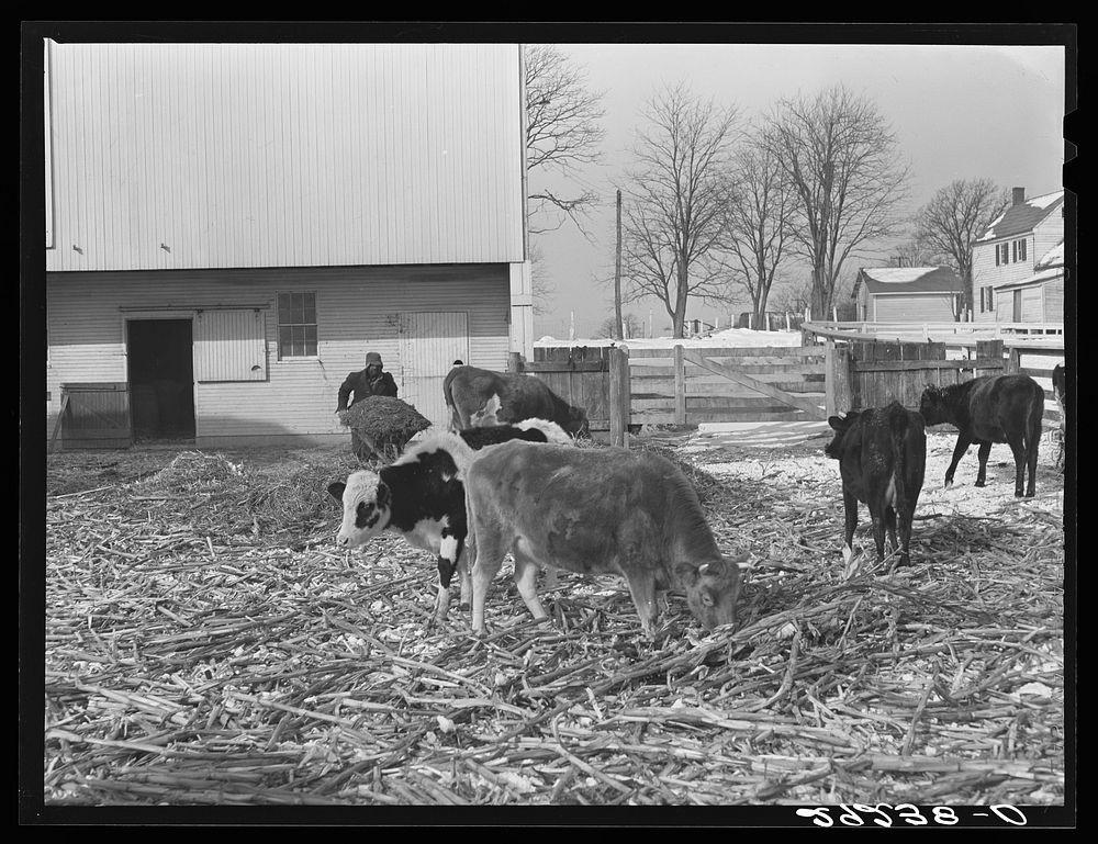 Feeding cattle in winter. Montgomery County, Maryland. Sourced from the Library of Congress.
