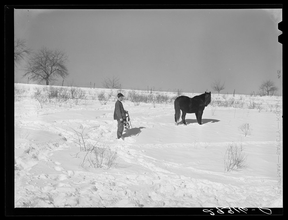 [Untitled photo, possibly related to: Horse on Ira Ison's farm. Ross County, Ohio]. Sourced from the Library of Congress.