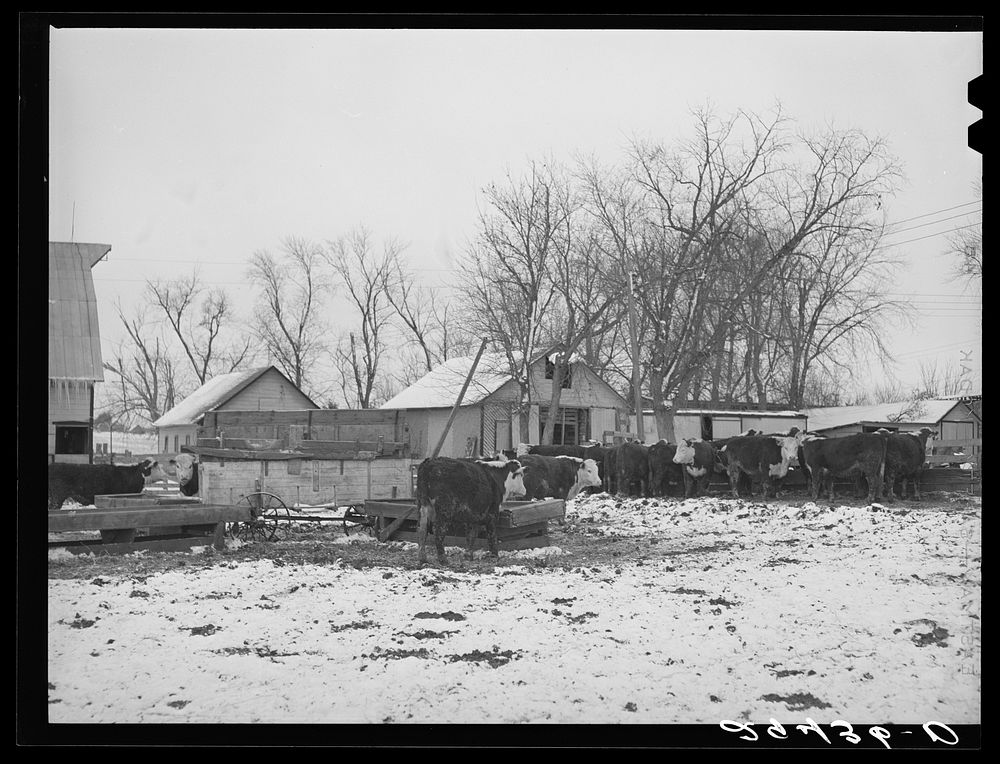 Cattle in feedlot. Grundy County, Iowa. Sourced from the Library of Congress.