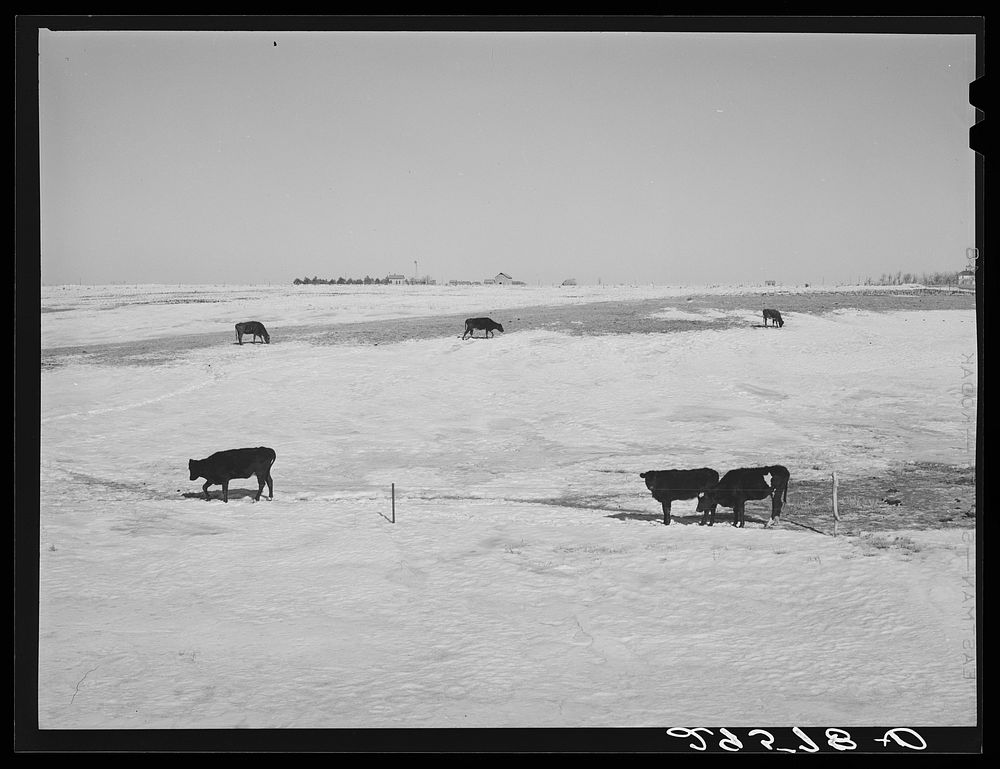 [Untitled photo, possibly related to: Farm. Hayes County, Nebraska]. Sourced from the Library of Congress.