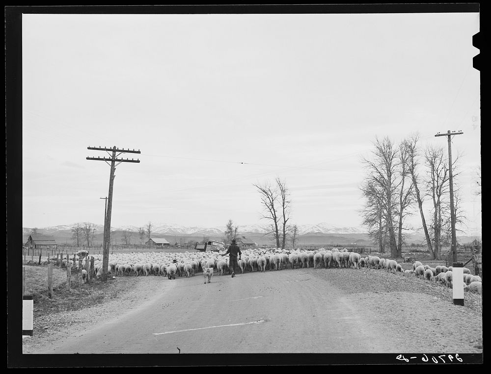 Sheep on highway. Douglas County, Nevada. Sourced from the Library of Congress.