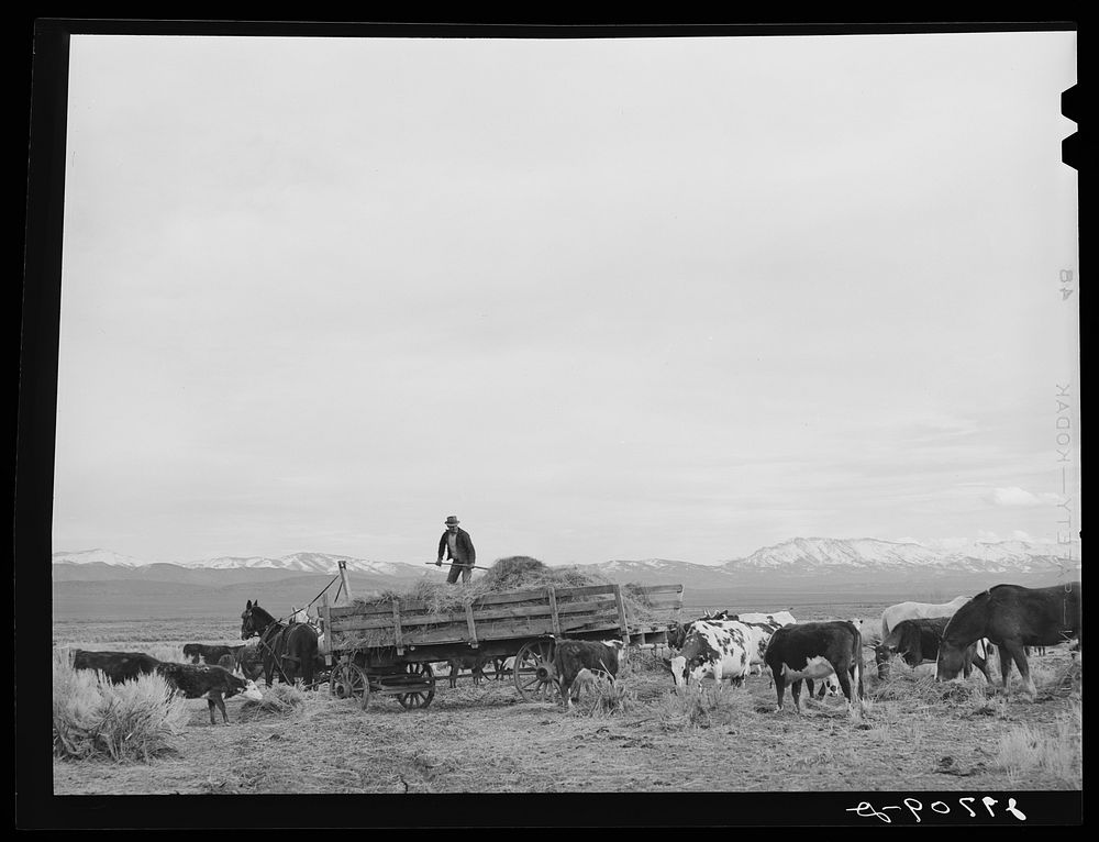 Feeding cattle. Douglas County, Nevada. Sourced from the Library of Congress.