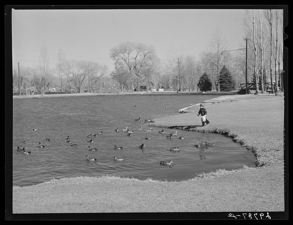 [Untitled photo, possibly related to: Feeding ducks in park. Reno, Nevada]. Sourced from the Library of Congress.