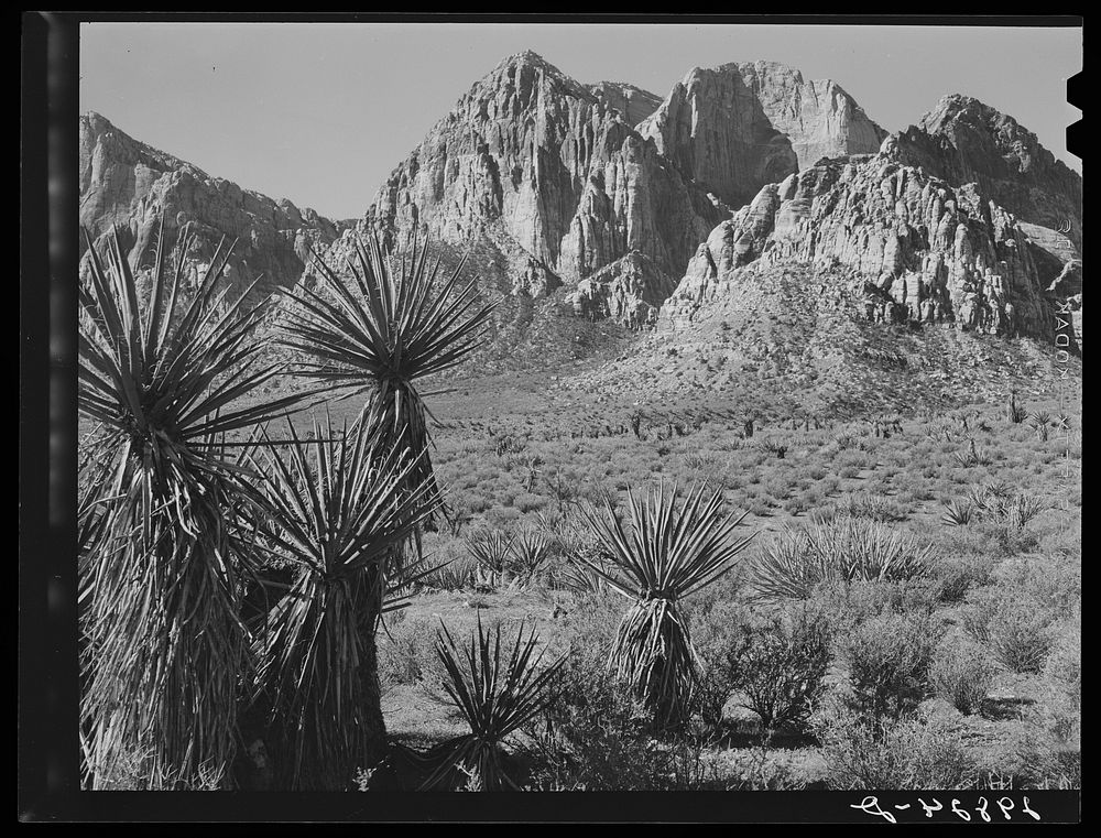 Yuccas and rock formations. Clark County, Nevada. Sourced from the Library of Congress.