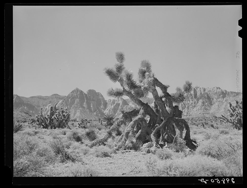 Joshua trees. Clark County, Nevada. Sourced from the Library of Congress.