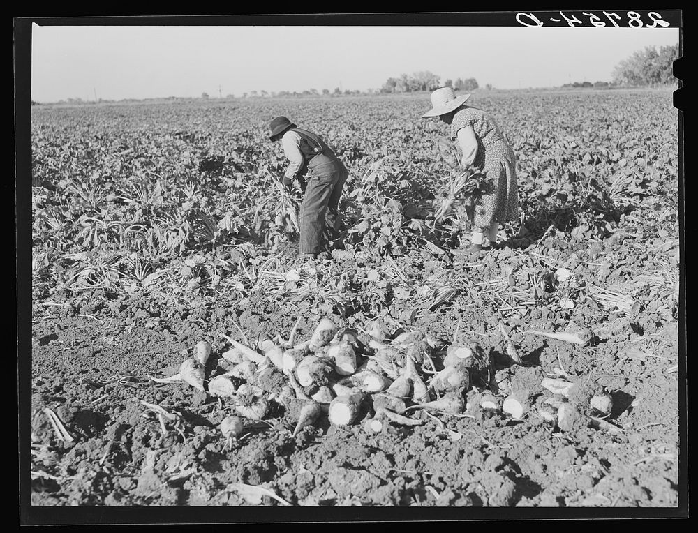 Women workers in sugar beet field. Adams County, Colorado. Sourced from the Library of Congress.