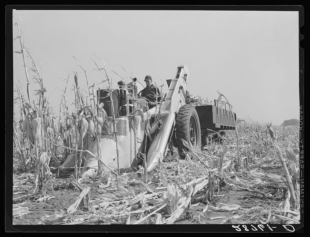 Mechanical corn picker. Fred Coulter farm. Grundy County, Iowa. Sourced from the Library of Congress.