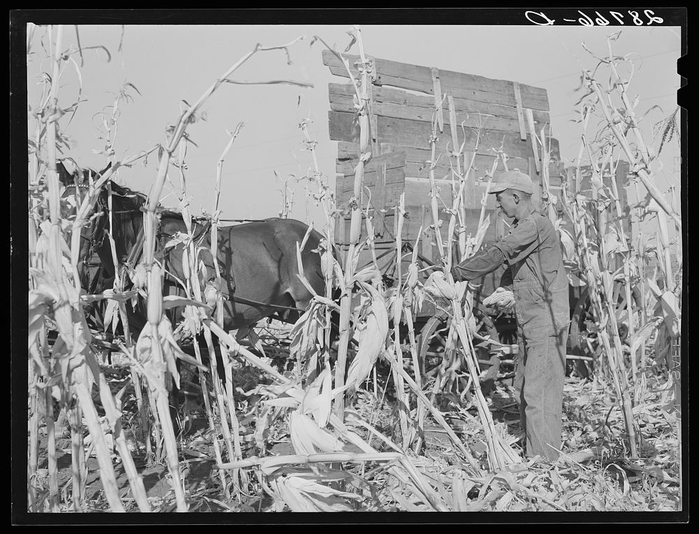 [Untitled photo, possibly related to: Husking corn. Grundy County, Iowa]. Sourced from the Library of Congress.