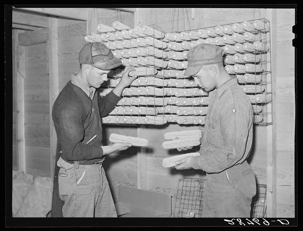 George and Hugh Clarke with hybrid seed corn. Grundy County, Iowa. Sourced from the Library of Congress.
