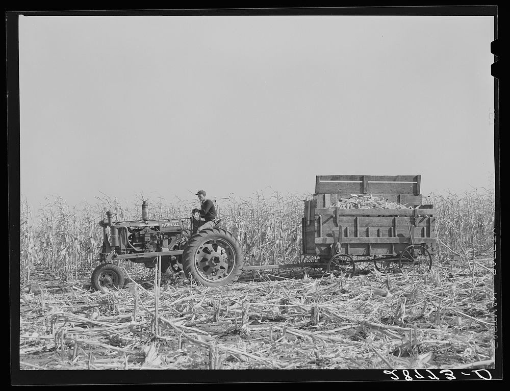 Hauling corn from the field. H.C. Clarke farm. Grundy County, Iowa. Sourced from the Library of Congress.