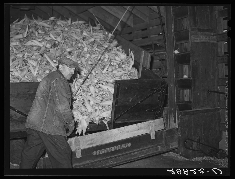 [Untitled photo, possibly related to: Unloading corn for storage. Fred Coulter farm. Grundy County, Iowa]. Sourced from the…