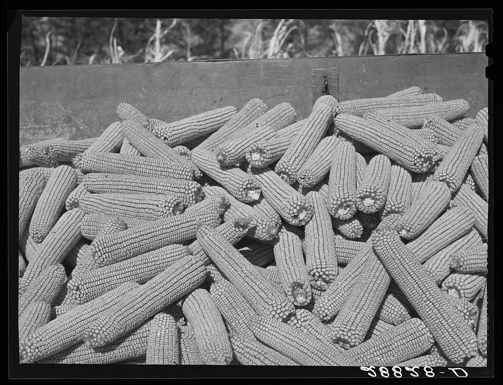 [Untitled photo, possibly related to: Corn ears. Grundy County, Iowa]. Sourced from the Library of Congress.