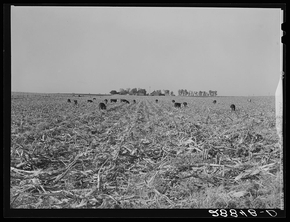 [Untitled photo, possibly related to: Cows eat corn left in the field by mechanical corn picker. Grundy County, Iowa].…