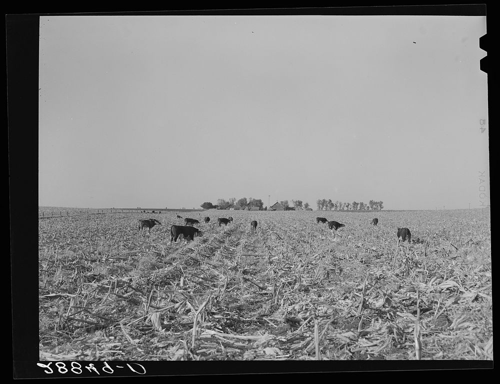 Cows eat corn left in the field by mechanical corn picker. Grundy County, Iowa. Sourced from the Library of Congress.
