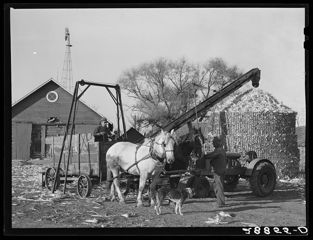 Corn is brought in from the field for storage in temporary crib. Grundy County, Iowa. Sourced from the Library of Congress.