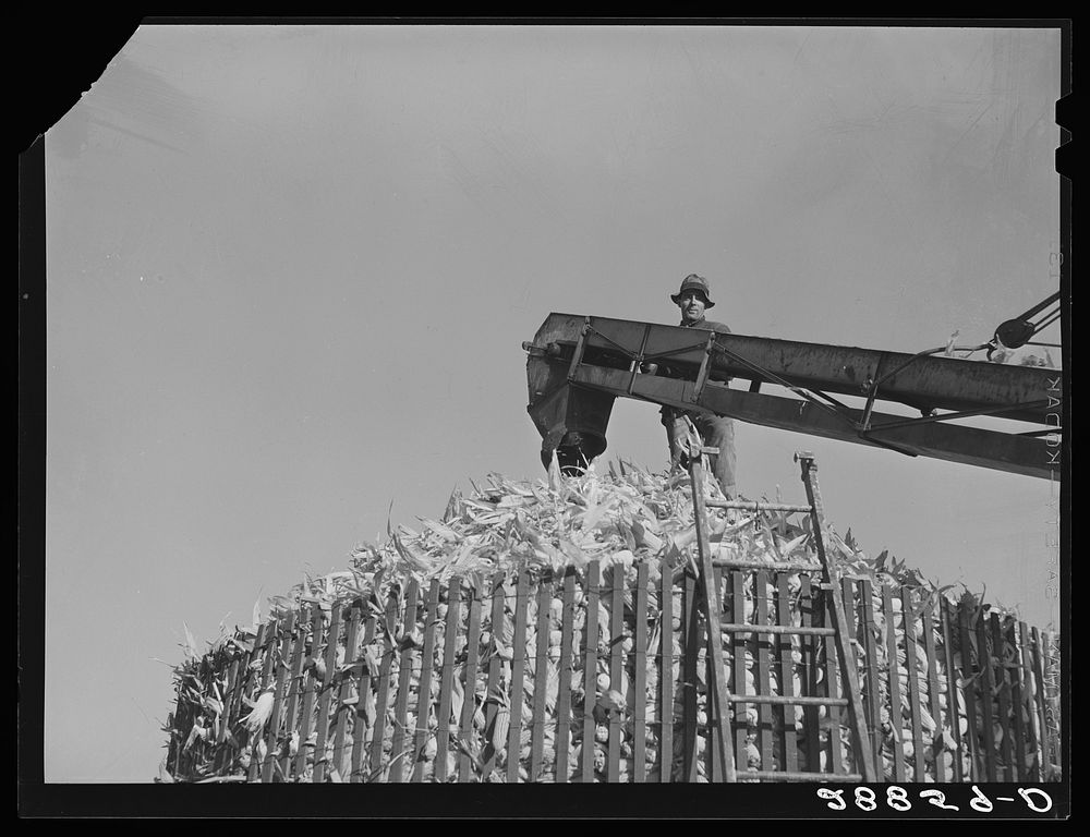Filling a temporary corn crib. Grundy County, Iowa. Sourced from the Library of Congress.