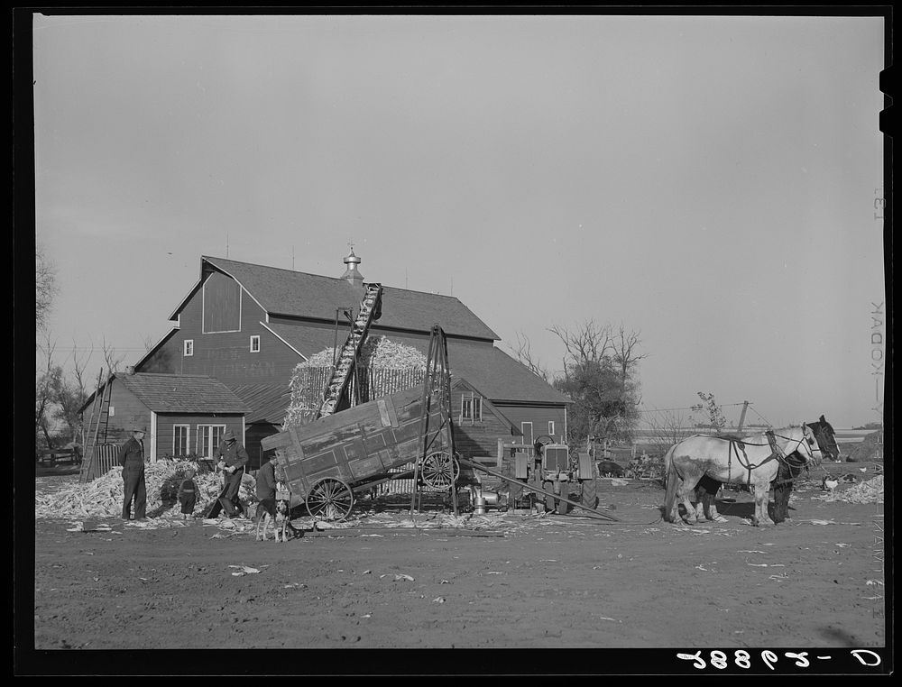 Storing corn during harvest. Grundy County, Iowa. Sourced from the Library of Congress.