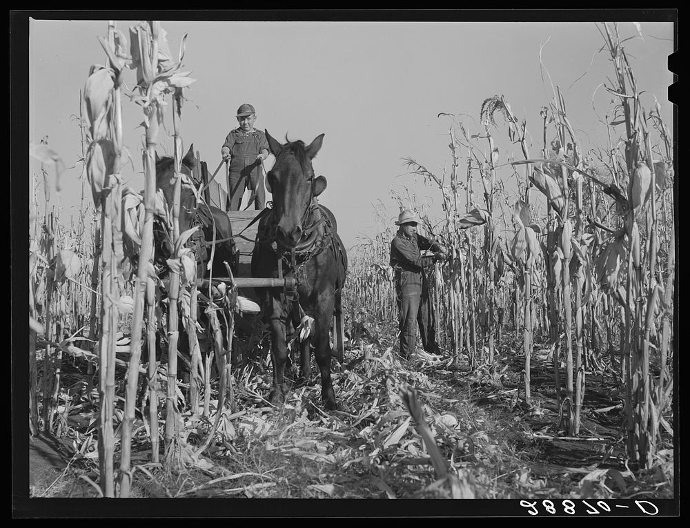 [Untitled photo, possibly related to: Husking corn. Grundy County, Iowa]. Sourced from the Library of Congress.