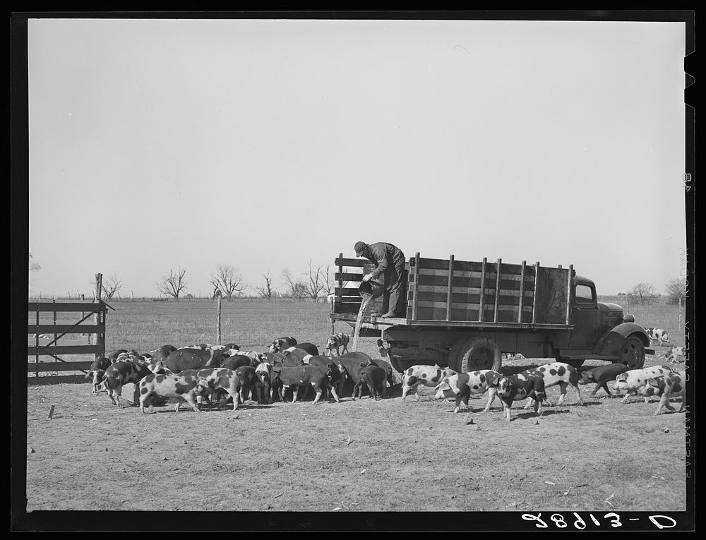 Cooperative farms are stocked with the highest grade of livestock. Osage Farms, Missouri. Sourced from the Library of…