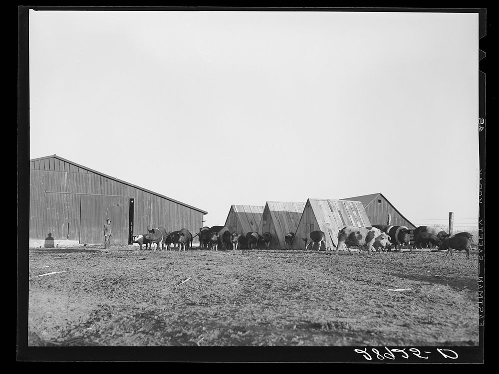 Hogs at Bois d'Arc cooperative. Osage Farms, Missouri. Sourced from the Library of Congress.