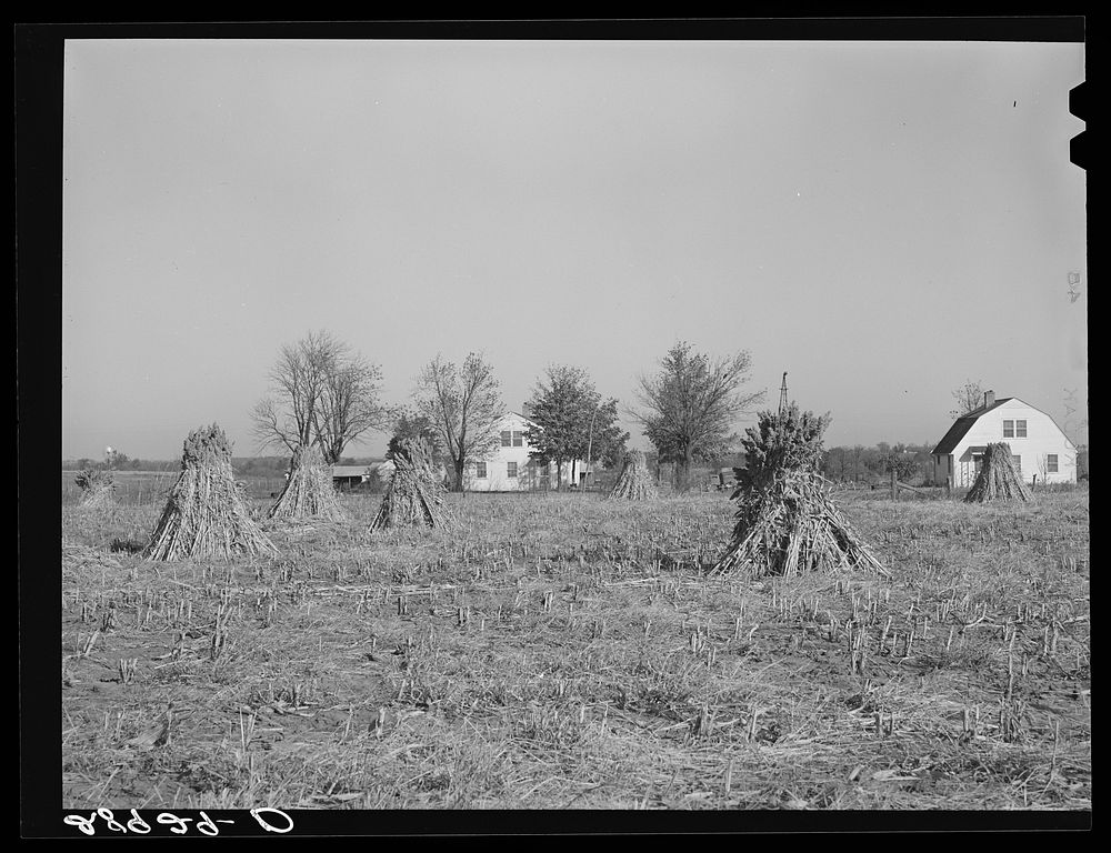 Largo is a major feed crop on the Bois d'Arc cooperative farm. Osage Farms, Missouri. Sourced from the Library of Congress.