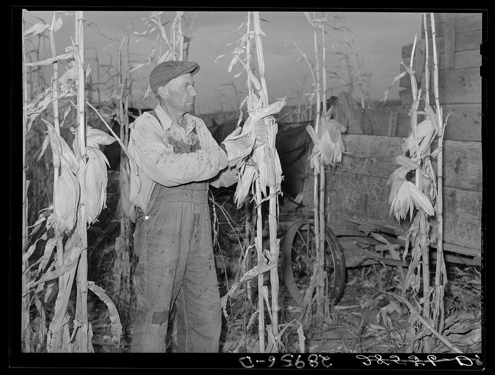 Fred Maschman, tenant purchase client, husking corn. Iowa County, Iowa. Sourced from the Library of Congress.