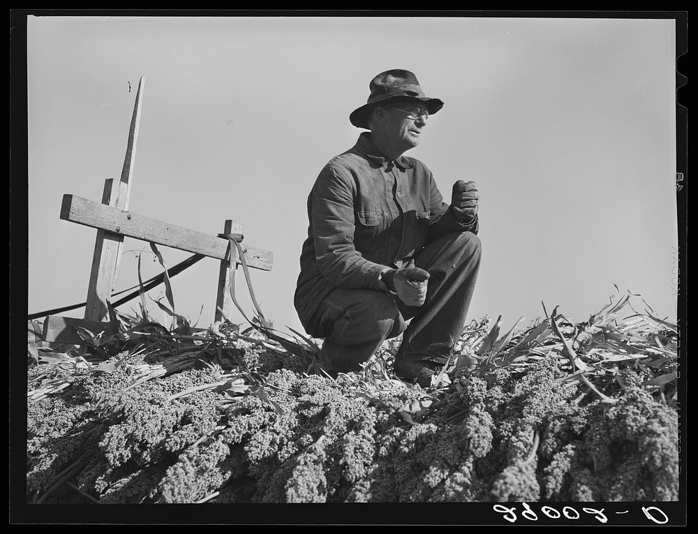 Sorgo is fed to Hereford cattle. Bois d'Arc Cooperative. Osage Farms, Missouri. Sourced from the Library of Congress.