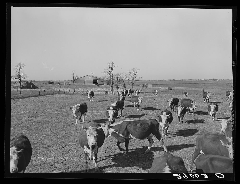 [Untitled photo, possibly related to: Some of the 108 cattle being fattened at the Bois d'Arc Cooperative follow a wagonload…