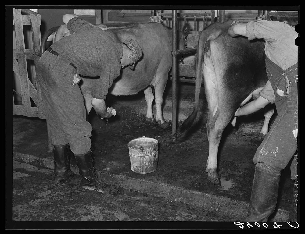 Cows are washed before milking machines are attached. Bois d'Arc Cooperative. Osage Farms, Missouri. Sourced from the…