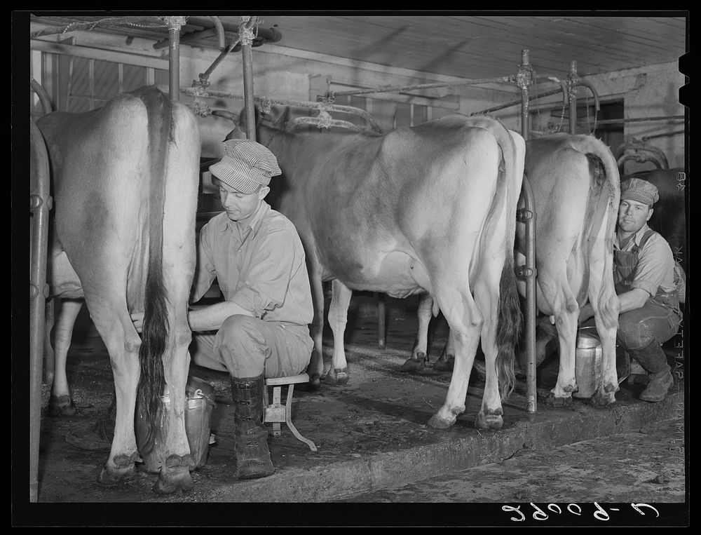 Accurate records are kept of each cow's milk production. Hillview Cooperative, Osage Farms, Missouri. Sourced from the…