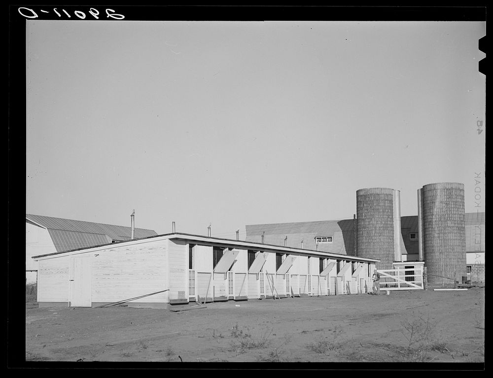 [Untitled photo, possibly related to: Buildings are efficiently designed for modern farm methods. Bois d'Arc Cooperative.…