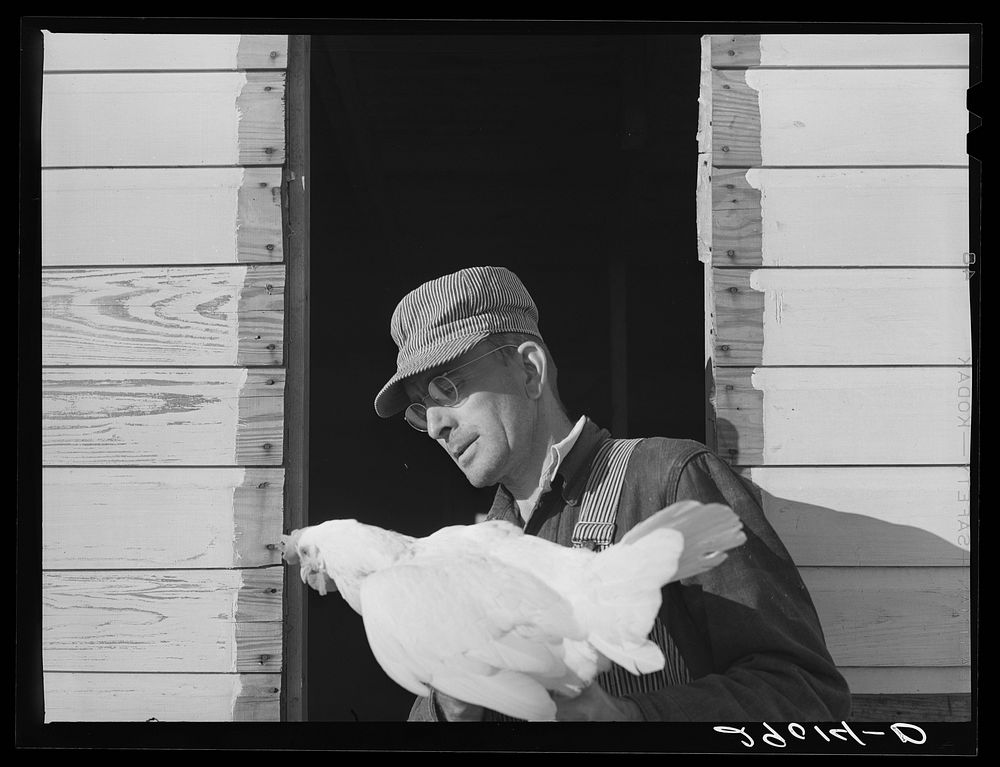 One man devotes his full time to caring for the poultry at the Bois d'Arc Cooperative. Osage Farms, Missouri. Sourced from…