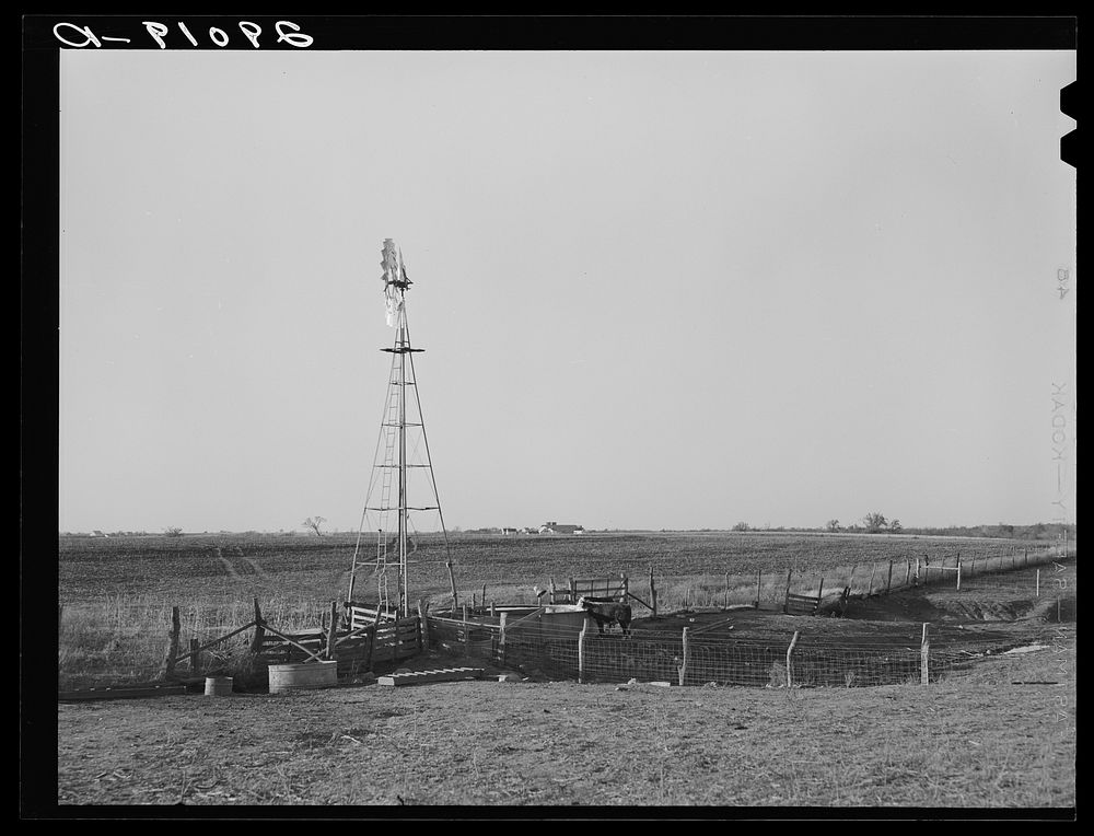 Watering tank for feeder cattle. Bois d'Arc Cooperative. Osage Farms, Missouri. Sourced from the Library of Congress.