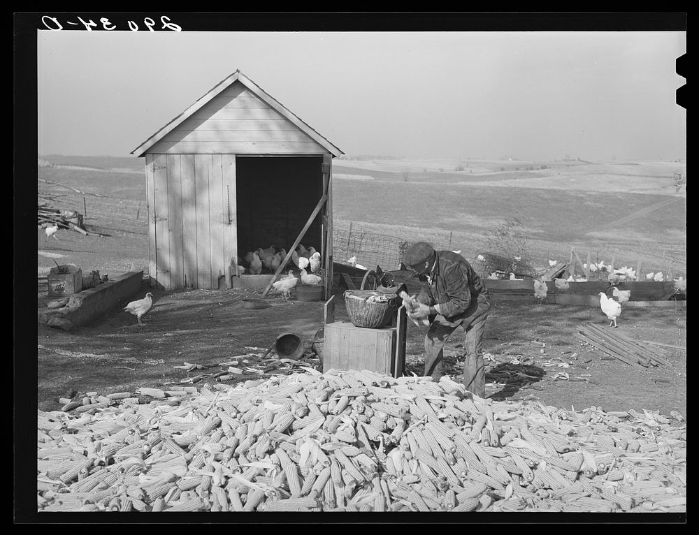 [Untitled photo, possibly related to: Fred Maschman, TP client, shells some of the corn grown on his new farm. This corn…