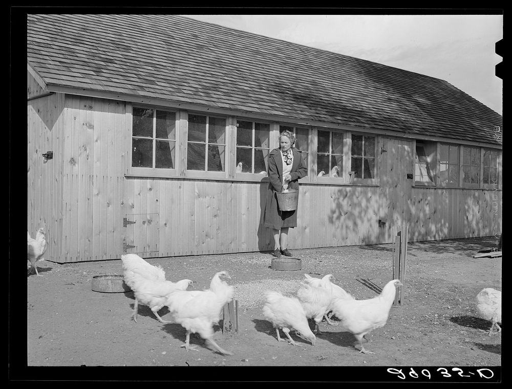 Mrs. Maschman feeds chickens in front of poultry house which she and her husband built. Iowa County, Iowa. Sourced from the…