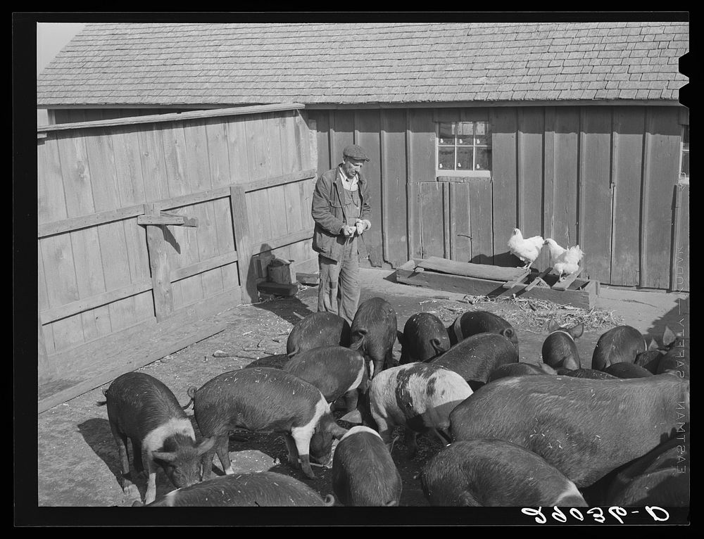 Fred Maschman's fifteen hogs are one of his major sources of income. Iowa County, Iowa. Sourced from the Library of Congress.
