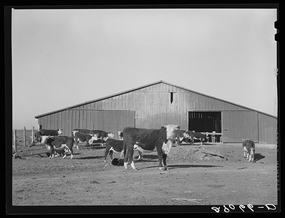 Some of the cattle on feed. Bois d'Arc Cooperative, Osage Farms, Missouri. Sourced from the Library of Congress.