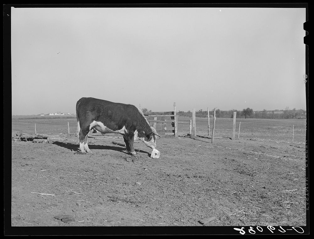 Hereford steer at salt block. Bois d'Arc Cooperative, Osage Farms, Missouri. Sourced from the Library of Congress.