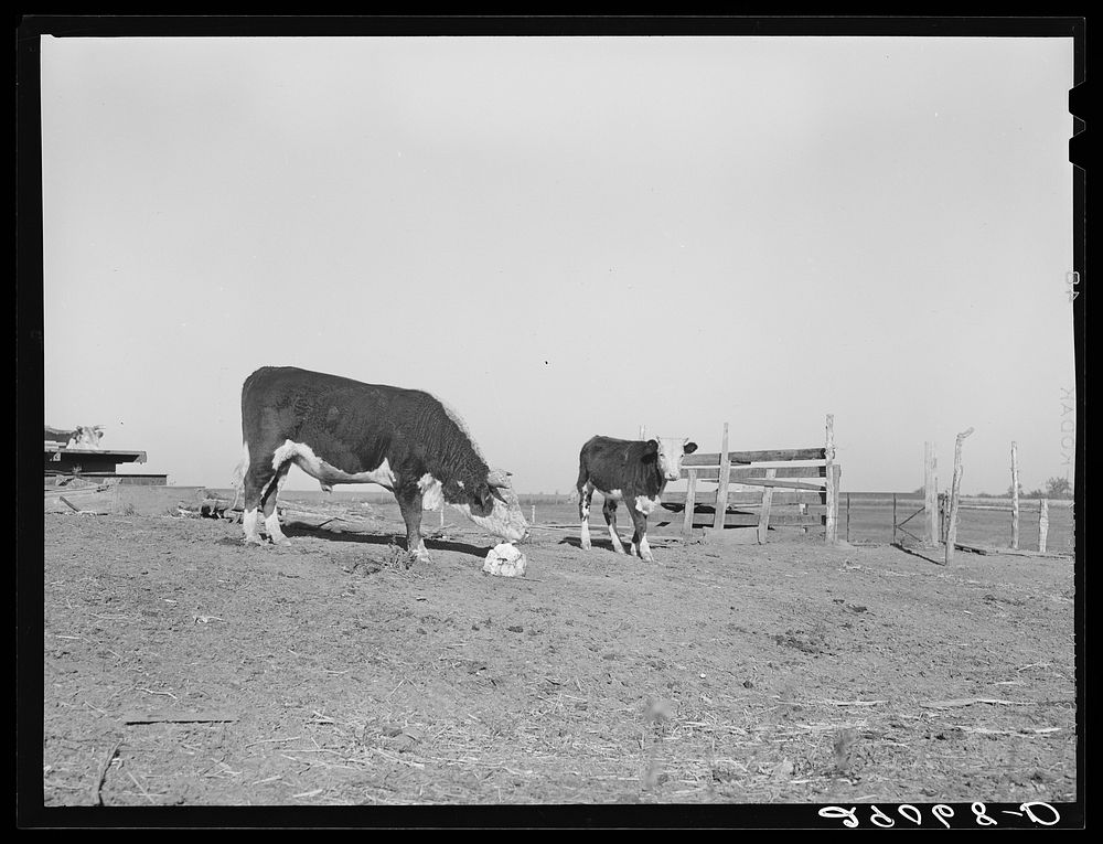 [Untitled photo, possibly related to: Hereford steer at salt block. Bois d'Arc Cooperative, Osage Farms, Missouri]. Sourced…