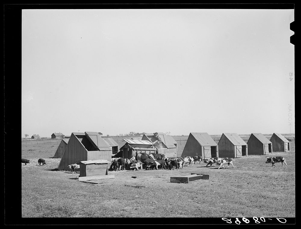 Feed rations for hogs are scientifically determined. Osage Farms, Missouri. Sourced from the Library of Congress.