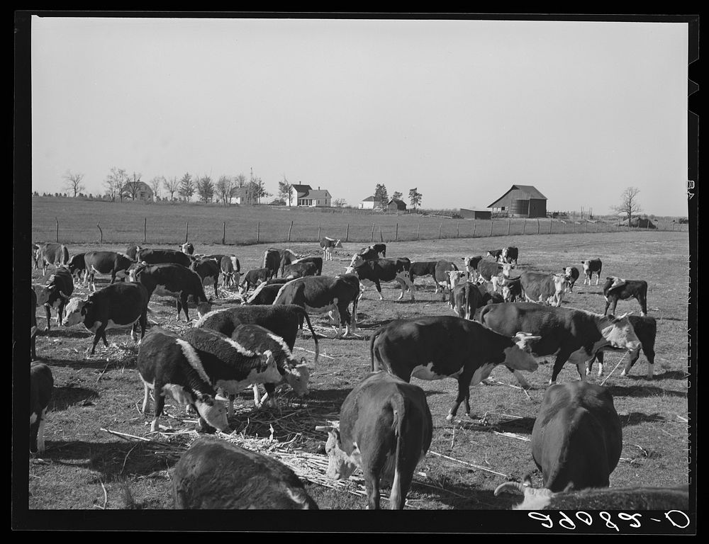 Sorgo is fed to the 108 Hereford cattle. Bois d'Arc Cooperative. Osage Farms, Missouri. Sourced from the Library of Congress.