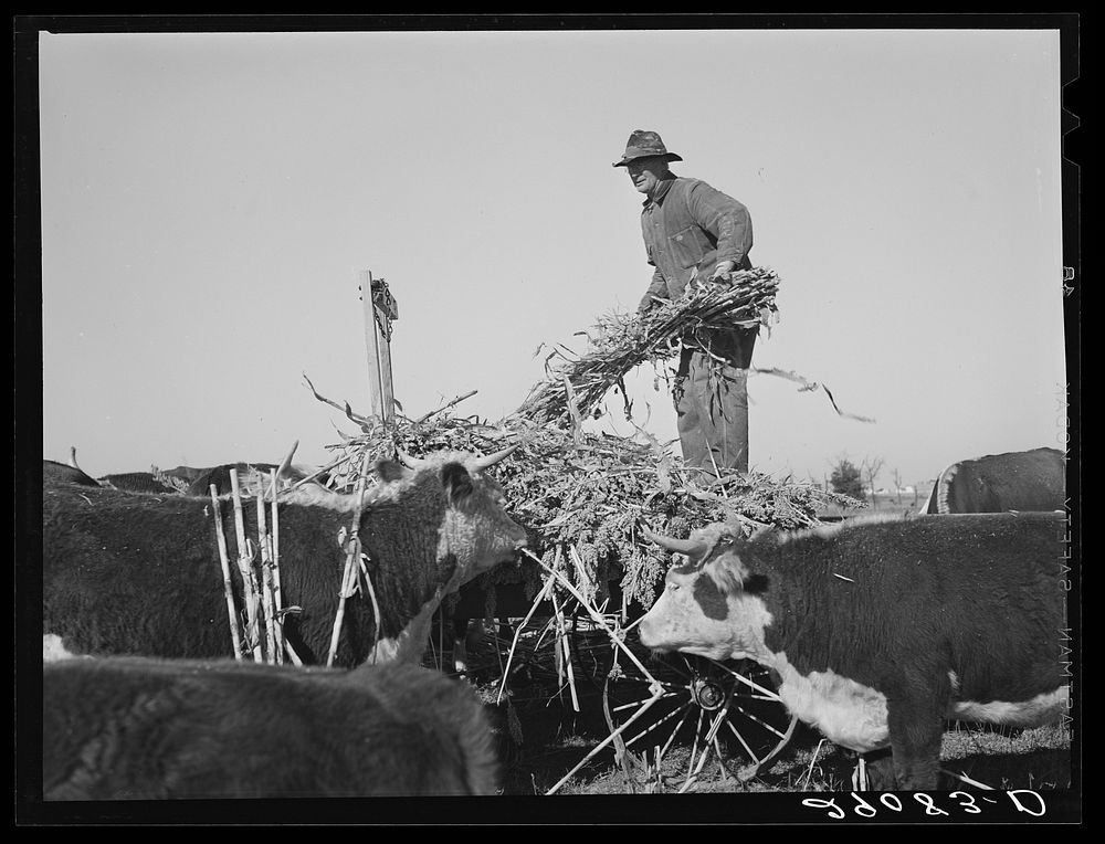 Feeding sorgo to Hereford cattle. Bois d'Arc Cooperative. Osage Farms, Missouri. Sourced from the Library of Congress.