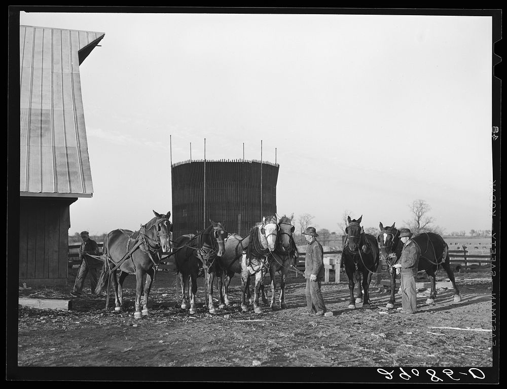 Three of the teams used on the Bois d'Arc cooperative farm. Osage Farms, Missouri. Sourced from the Library of Congress.
