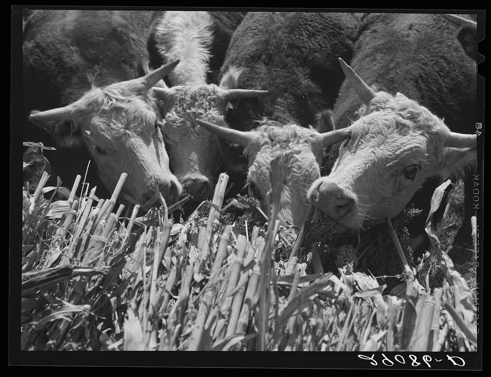 Hereford cattle are fattened on sorgo. Bois d'Arc Cooperative. Osage Farms, Missouri. Sourced from the Library of Congress.
