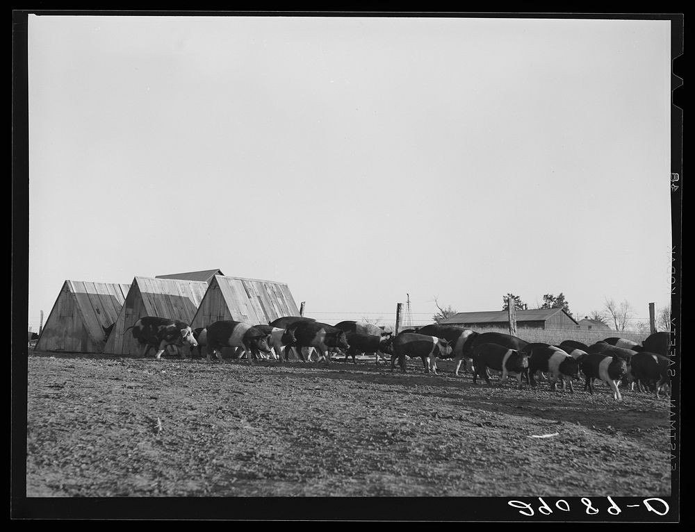[Untitled photo, possibly related to: There are 465 hogs on the 1885 acre Bois d'Arc Cooperative farm. Osage Farms…