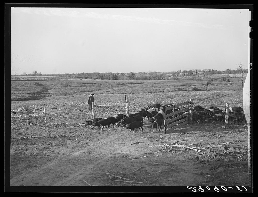 There are 465 hogs on the 1885 acre Bois d'Arc Cooperative farm. Osage Farms, Missouri. Sourced from the Library of Congress.