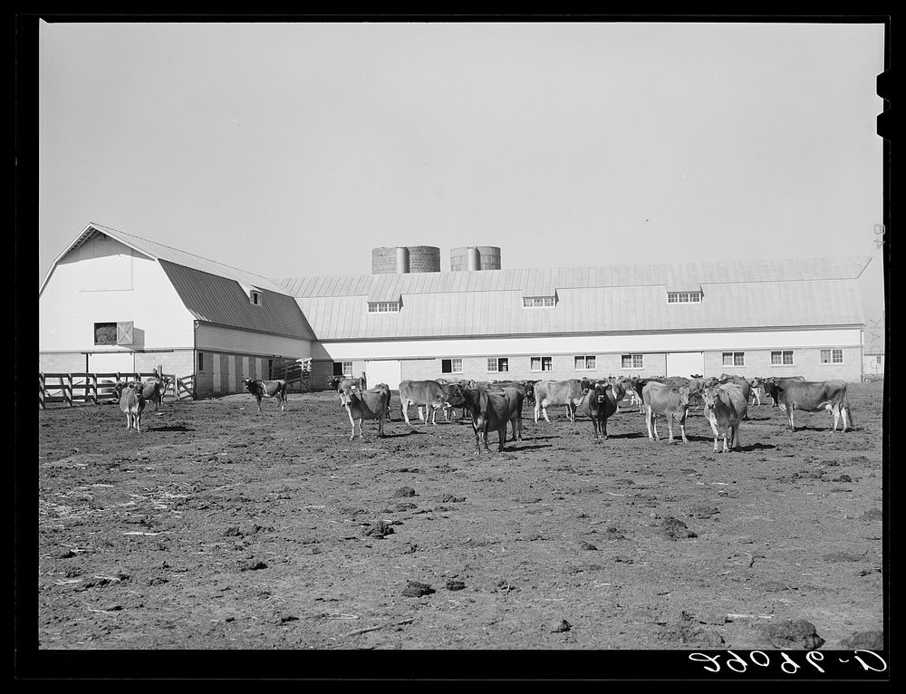 [Untitled photo, possibly related to: Dairy herd at Hillview Cooperative leads the Pettis County dairy herd improvement…