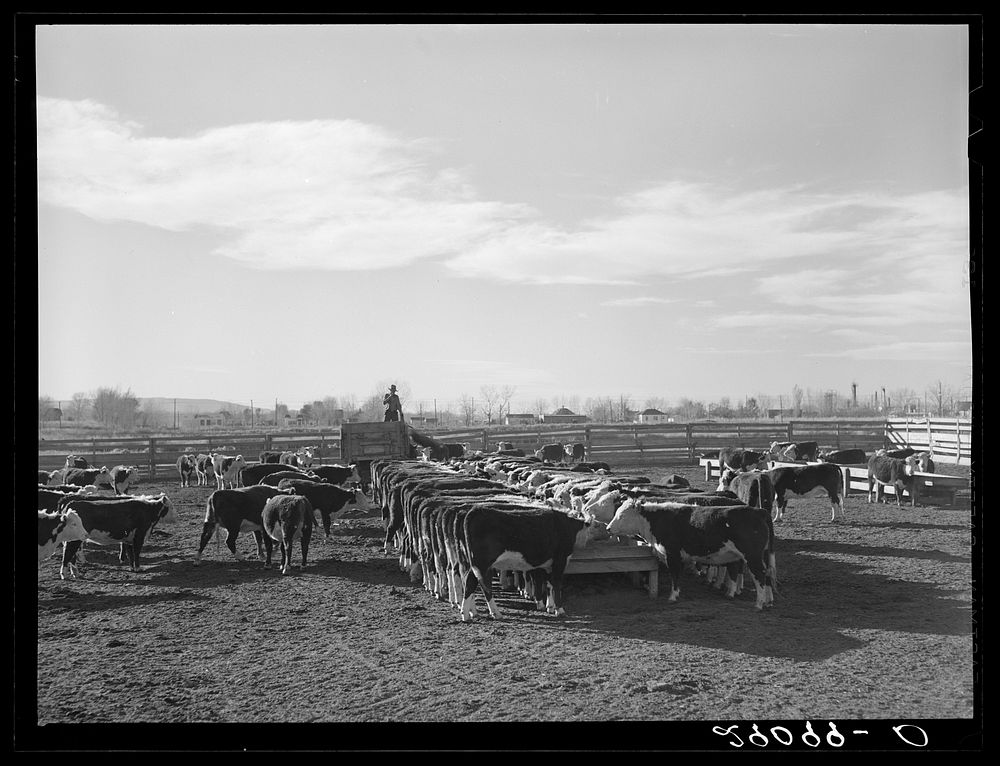 Feeding cattle at stockyard. Scottsbluff, Nebraska. Sourced from the Library of Congress.