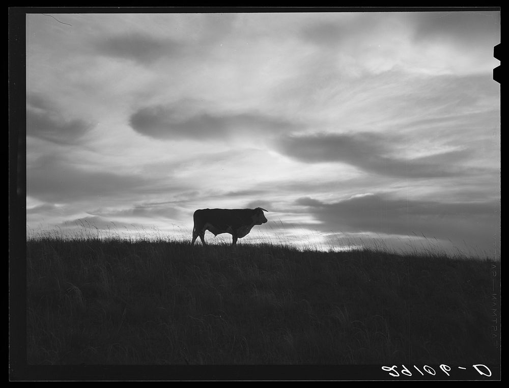 Bull in sand hill grazing area. Thomas County, Nebraska. Sourced from the Library of Congress.