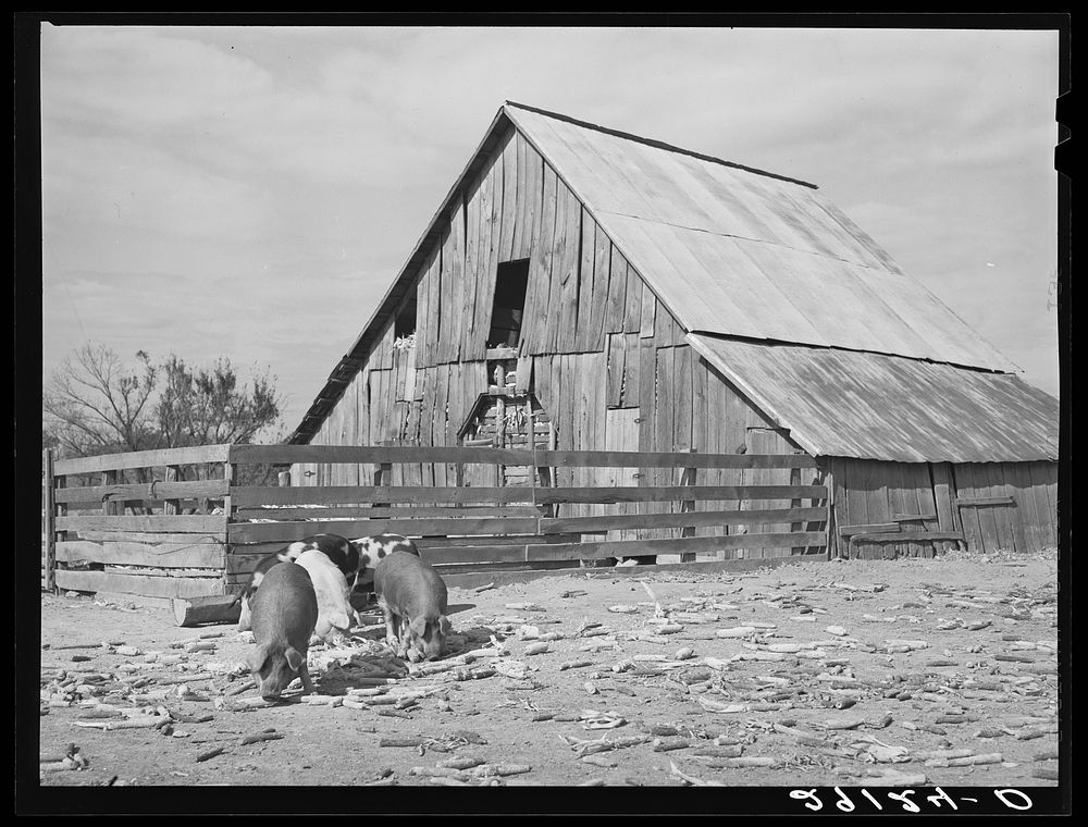 Hogs and corn crib. Boone County, Missouri. Sourced from the Library of Congress.